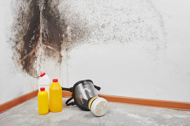Professional Mold Remediation in Nicholson, GA